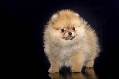 Spitz köpek yavrusu siyah arka plan