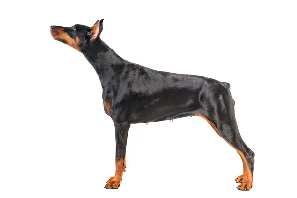 Doberman. — Fotografia de Stock