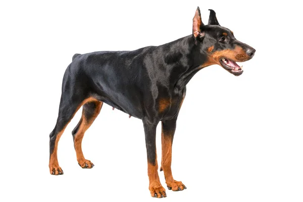 Doberman. — Fotografia de Stock