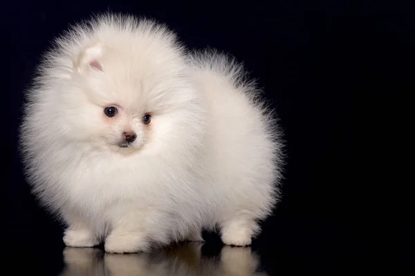 Spitz köpek yavrusu siyah arka plan