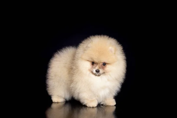 Spitz köpek yavrusu siyah arka plan