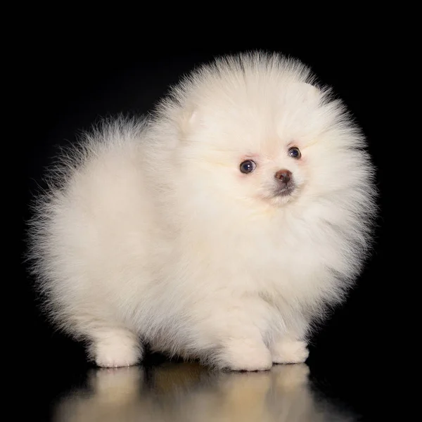 Spitz cachorro en negro fondo — Foto de Stock