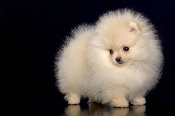 Pomeranian on a dark background — Stock Photo, Image