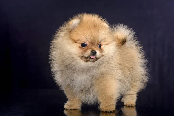 Cachorro pomeraniano en fondo negro —  Fotos de Stock