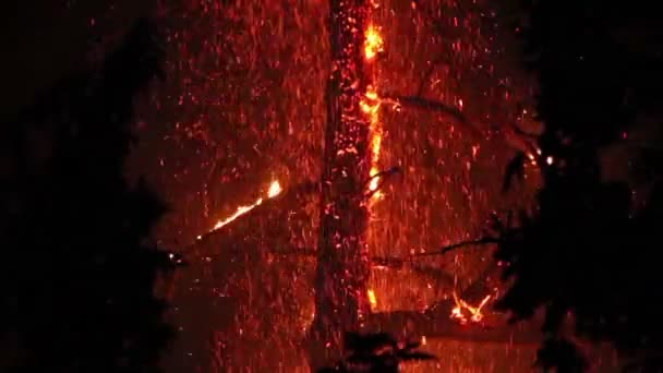 Árbol Envuelto Fuego Por Noche Con Llamas Destellos — Vídeos de Stock
