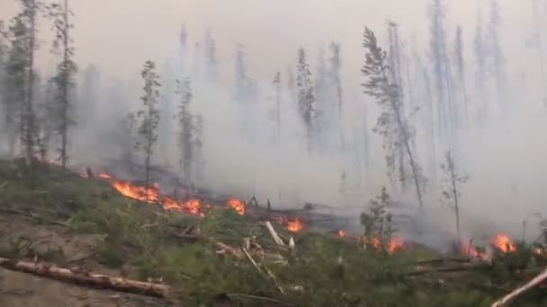 Stromy Hořící Velkém Lesním Požáru Těžkým Kouřem — Stock video