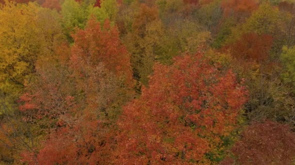 Scherm Gevuld Shot Van Gekleurde Bomen Herfst Gezien Vanaf Een — Stockvideo