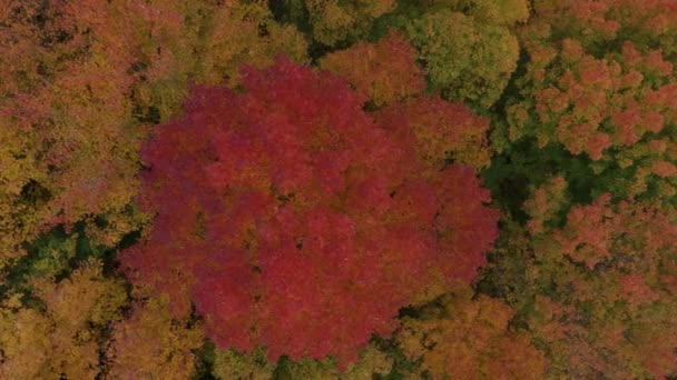 上をゆっくりと飛ぶ無人機に見られる黄色のものの森の中の赤い木 — ストック動画