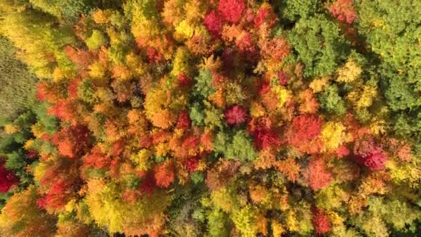Ohromující Barvy Východokanadském Smíšeném Lese Viděném Dronem — Stock video
