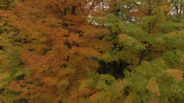 Drone Levant Long Grands Arbres Feuillus Qui Changent Leurs Couleurs — Video