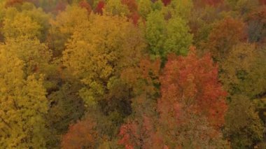 Kanada 'da sonbahar renklerinde yaprak döken ağaçların hava kaldırma görüntüsü