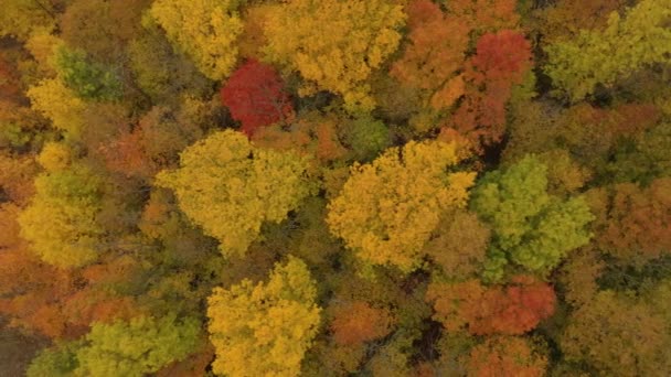 Klara Gula Och Röda Ses Drönare Som Flyger Över Skogen — Stockvideo