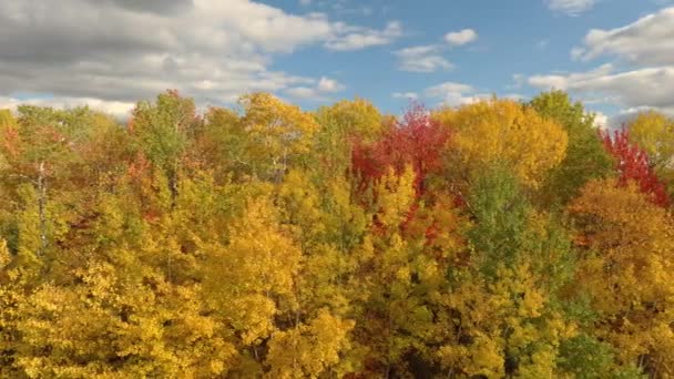 Голубое Небо Небольшой Облачностью Удивительными Желтыми Оранжевыми Деревьями — стоковое видео
