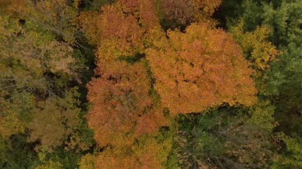 Sonbaharda Ağaç Tepe Örtüsünün Havadan Çekilmiş Görüntüsünü Kapat — Stok video