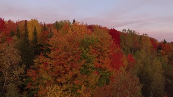 Vue aérienne lente de la forêt automnale au crépuscule avec différentes nuances 