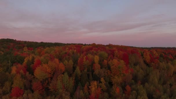 Drone Voando Direção Dossel Outono Anoitecer Com Árvores Muito Coloridas — Vídeo de Stock