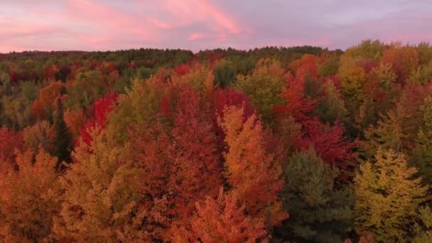 秋天的森林 在日落时分 用粉红的天空 用无人驾驶飞机升空观看 — 图库视频影像