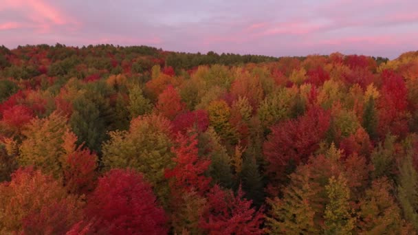 Jolies nuances de rouge et d'orange vues en forêt qui semble peinte 
