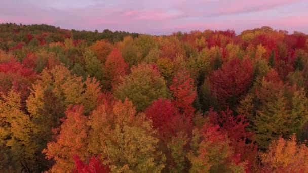 Cielo Viola Sopra Foresta Multicolore Caduta Visto Dal Drone Sollevarsi — Video Stock