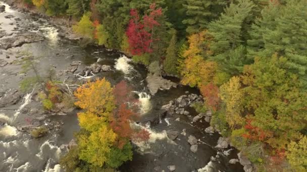 Beautiful Canadian Nature Scene Fall River Filmed Drone — Stock Video