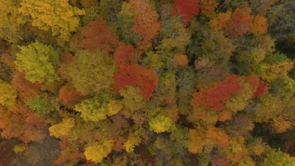 Orange Yellow Trees Sign Season Change North America — Stock Video