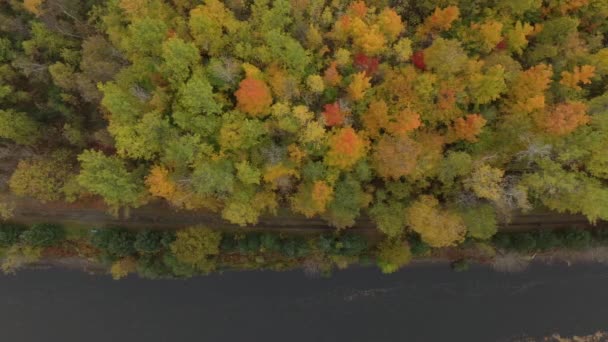 Overhead Trailside View Fall Trees Drone Slowly Drifting — Stock Video