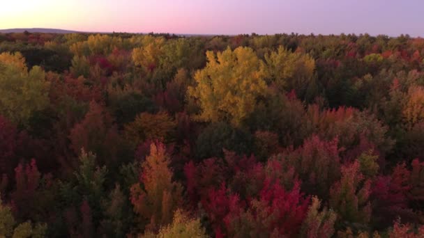 Parte Bosque Otoño Amanecer Secuencia Drones Minuto — Vídeos de Stock