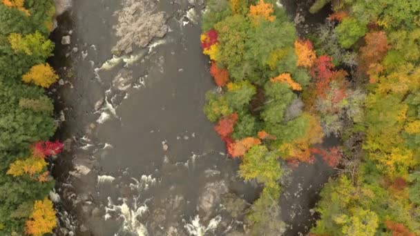 Вид Сверху Широкую Реку Небольшим Островом Заполненным Осенними Деревьями — стоковое видео