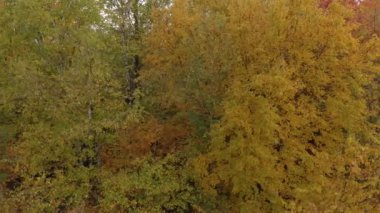 Devrilen ağaçlara yakın uçan uzun ve kesintisiz bir dron sekansı.