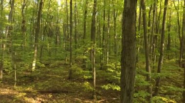 İnsansız hava aracı Kanada 'daki sonbahar ormanlarında ağaçların etrafında yavaş bir daire çiziyor.