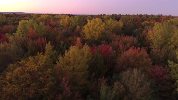4分の2 夜明けの秋の森1分のドローンシーケンス — ストック動画