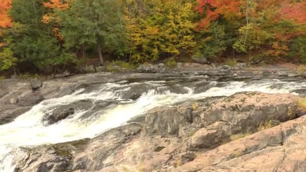 Drone Slowly Raising Altitude Pure Wild Fall Forest Setup Canada — Stock Video