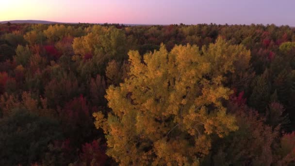 4分の4 夜明けの秋の森1分のドローンシーケンス — ストック動画
