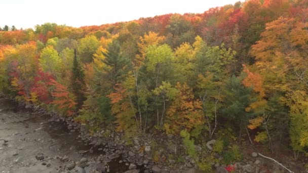Superbe rangée d'arbres colorés sur le côté d'une rivière filmée par un drone 