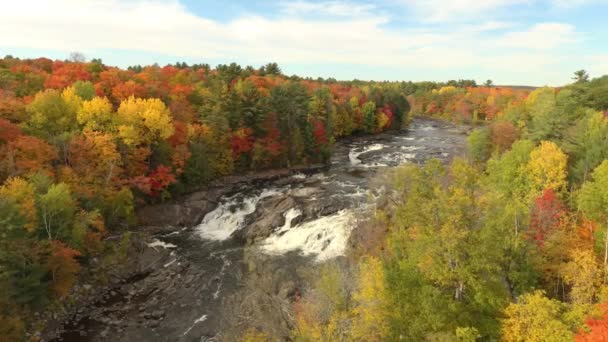 Colorido Bosque Mixto Perfecto Momento Otoño Bordeando Poderoso Río — Vídeo de stock