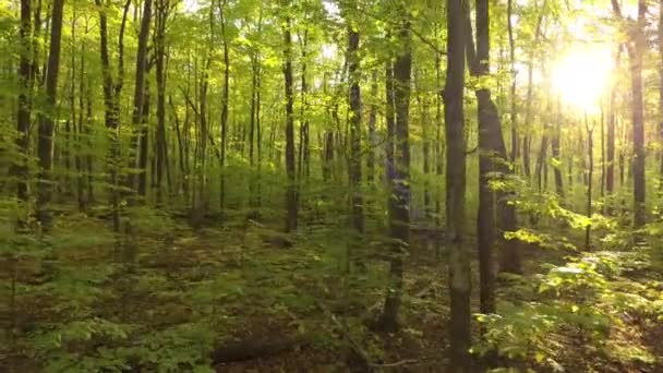 Déplacement latéral d'un drone tiré dans une forêt durant la saison automnale au Canada 