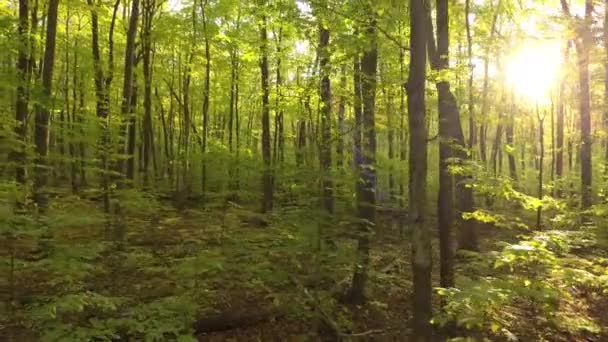 Sideway Drone Movimiento Disparó Bosque Durante Temporada Otoño Canadá — Vídeos de Stock