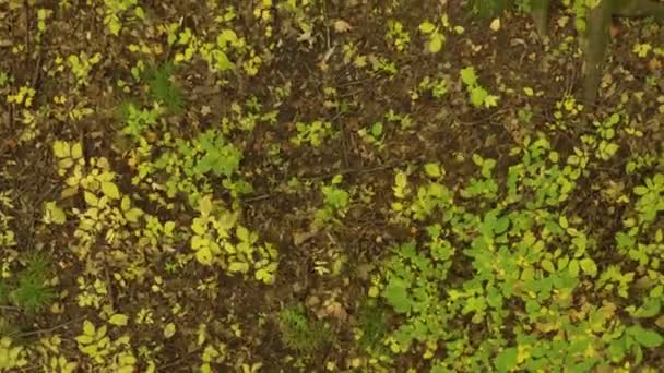 无人机的风力使得矮小的草地在森林的地面上移动 — 图库视频影像