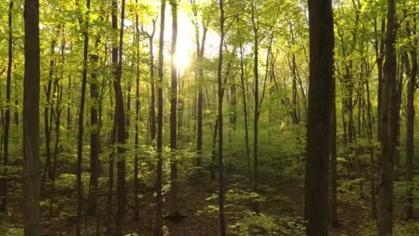 Slow Descending Motion Made Drone Flying Woodlands Sun — Stock Video