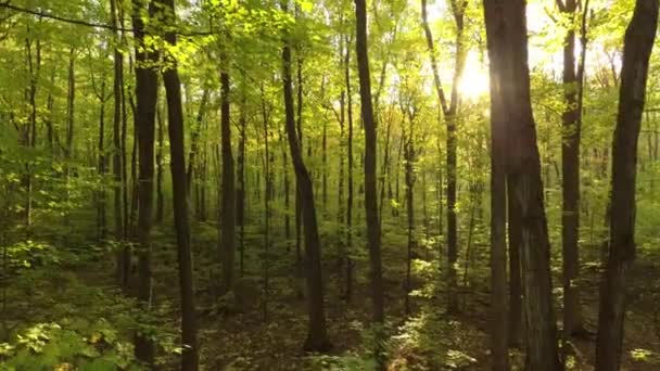 Prise de vue aérienne magique dans les arbres forestiers en automne avec des feuilles percées par le soleil 