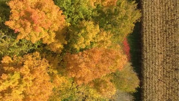 Drón Repül Őszi Erdő Felett Majd Kukoricaföldön Szeles Napon — Stock videók
