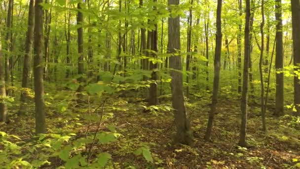 Plan de drone de proximité lente montrant une végétation luxuriante par une belle journée 