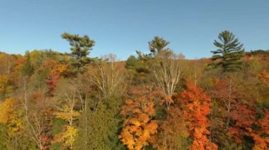 Çam ağaçları yeşil kalır ve delinir aksi takdirde dökülen yaprak döken ormanlarda
