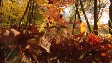İnsansız hava aracı, güzel doğa yolunda düşerken ölü yapraklarla havalanıyor.
