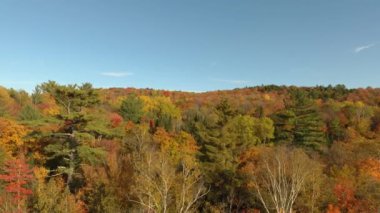Kuzey Amerika 'da sonbaharda yeşil ve turuncu ormanın hava hareketli görüntüleri