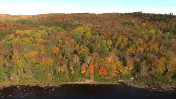 Affichage Naturel Des Couleurs Dans Les Forêts Sauvages Canada Automne — Video