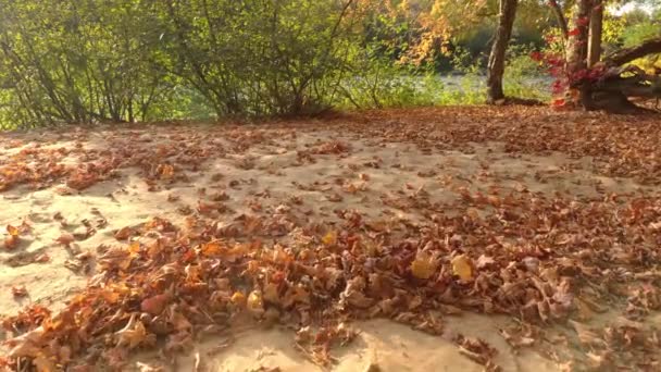 Video Drone Bassa Quota Con Sabbia Foglie Durante Autunno — Video Stock