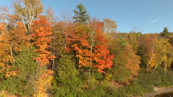 Drohne Fliegt Nach Unten Während Sie Farbige Bäume Flussufer Filmt — Stockvideo