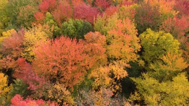 Vol de drone très lent au-dessus de la forêt en automne avec des arbres roses et jaunes 