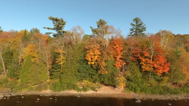 Drone Elevándose Sobre Línea Árboles Otoño Sobre Río Claro Día — Vídeo de stock